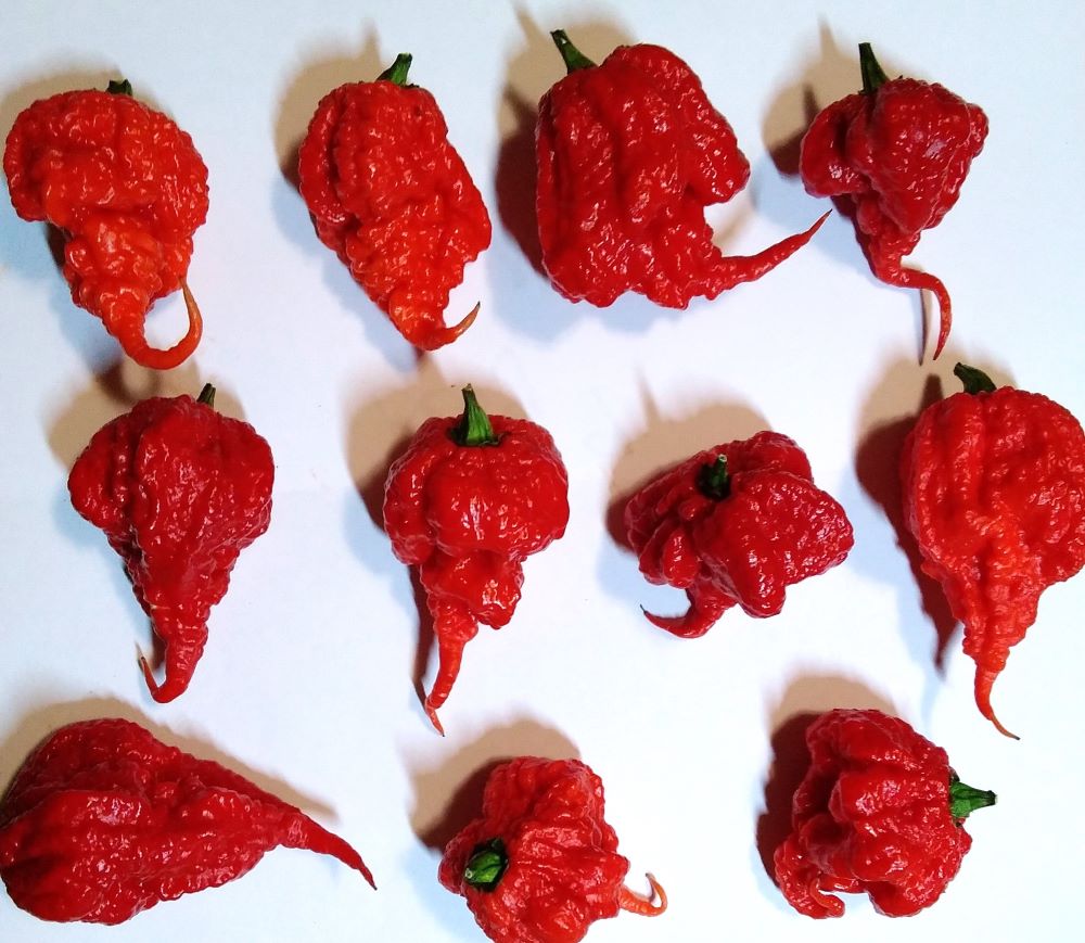 Răsad Ardei - Beast