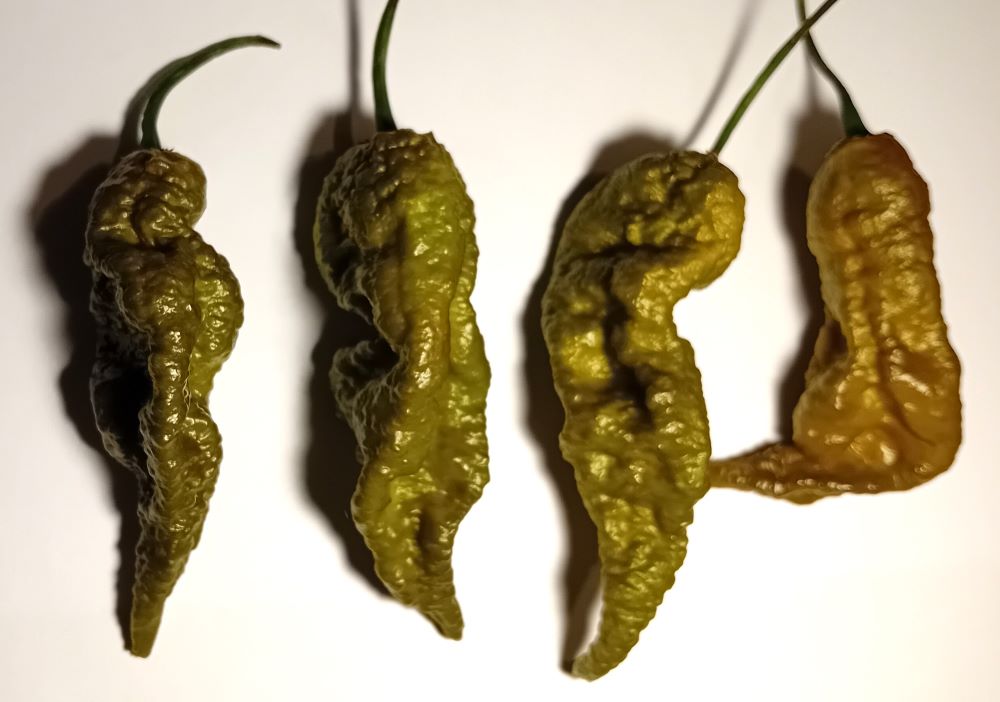 Răsad Ardei - Bhut Jolokia Mustard