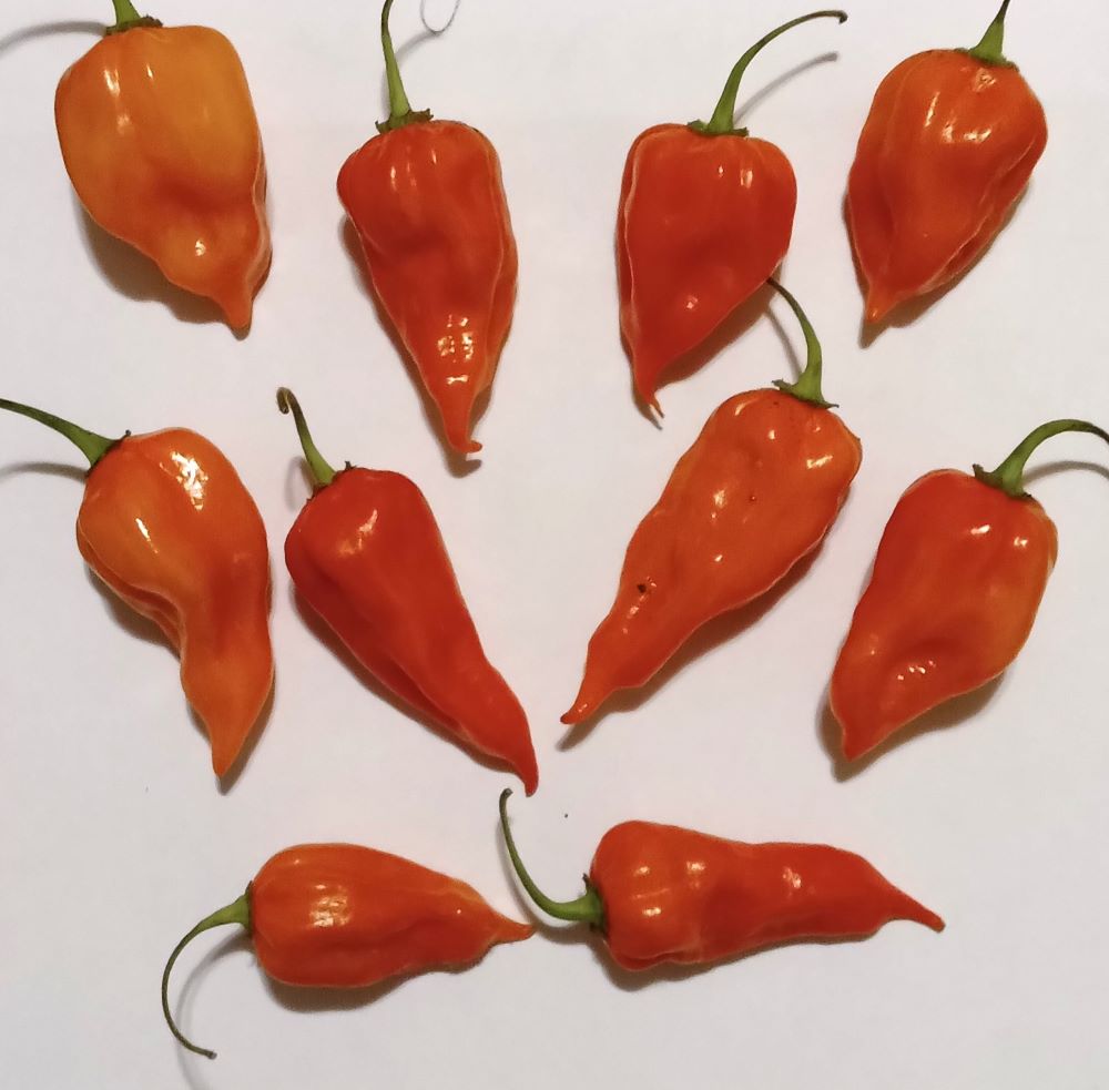 Răsad Ardei - Bhut Jolokia Orange