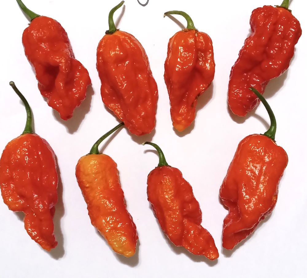 Răsad Ardei - Bhut Jolokia Red
