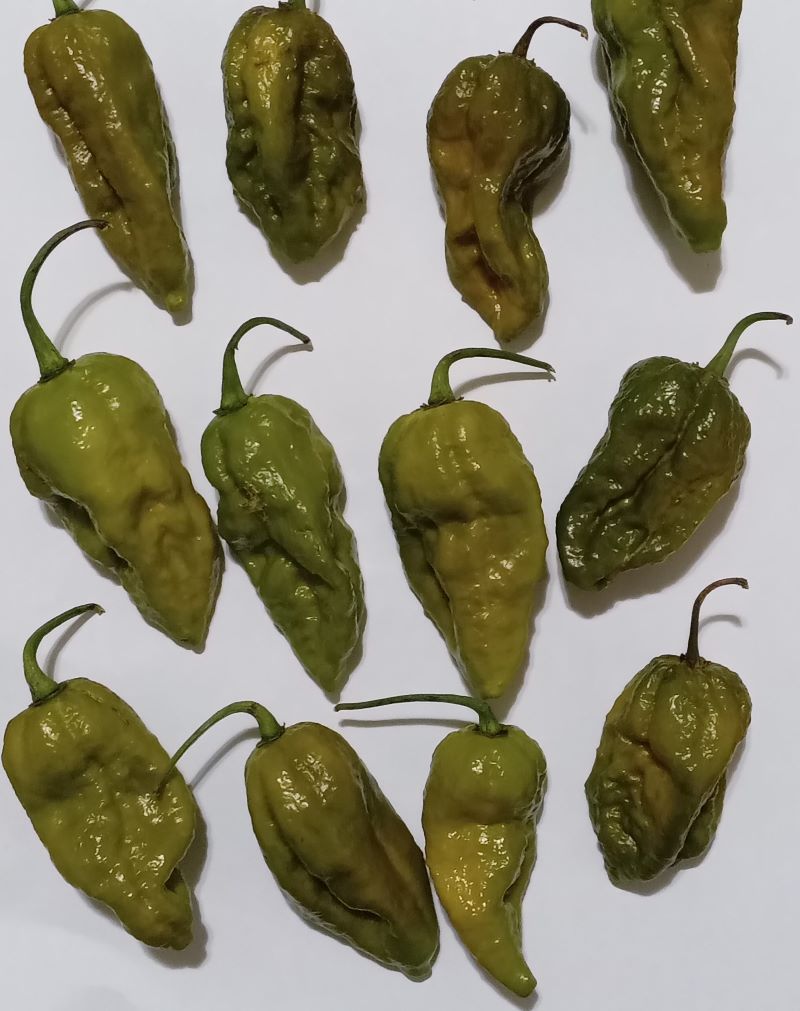Răsad Ardei - Bhut Jolokia Solid Mustard