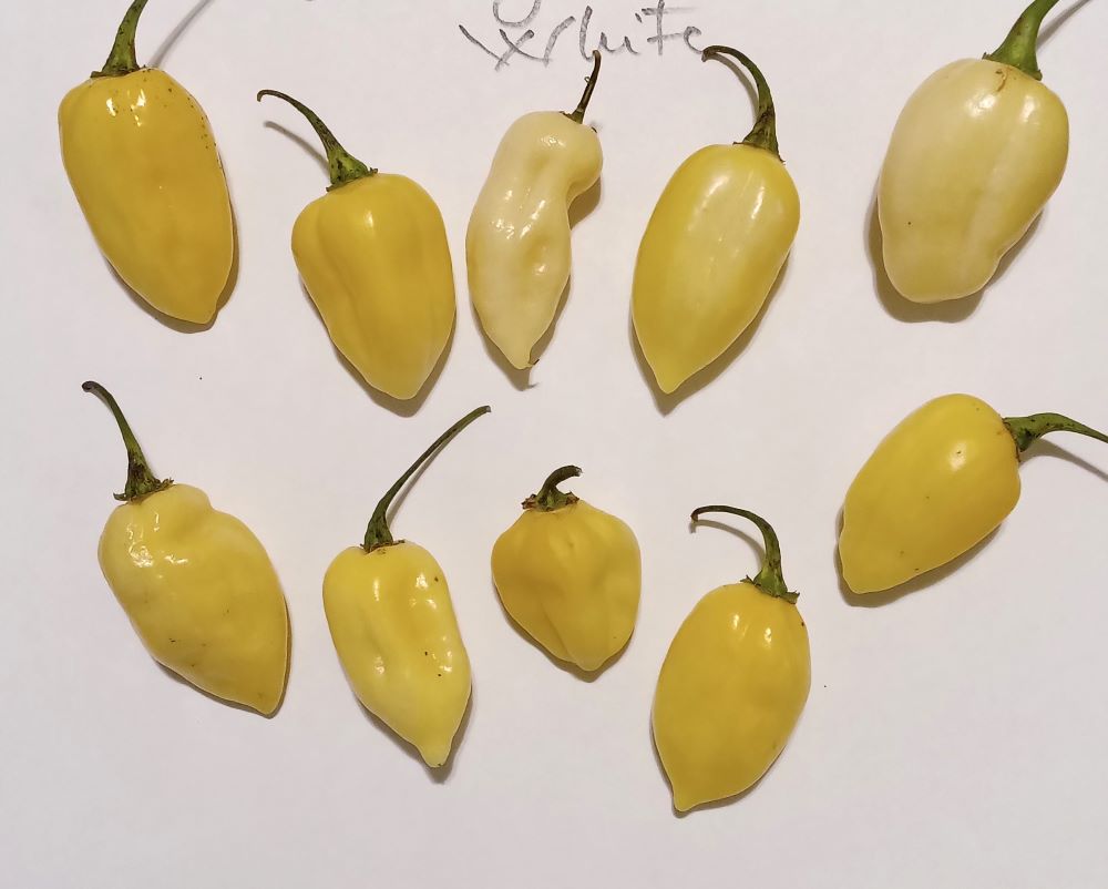 Răsad Ardei - Bhut Jolokia White
