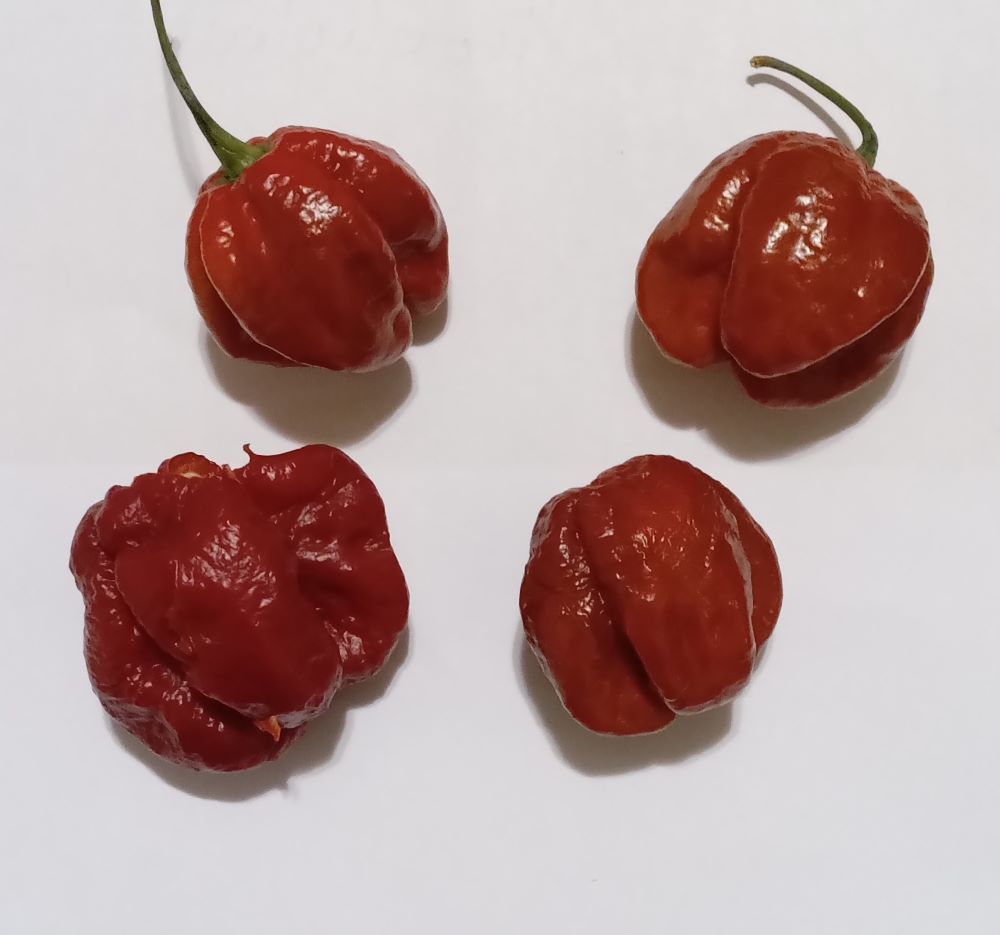 Răsad Ardei - Bhutlah Black