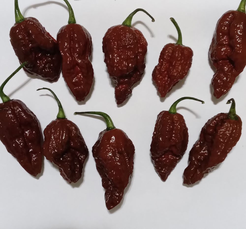 Răsad Ardei - Bhutlah Chocolate