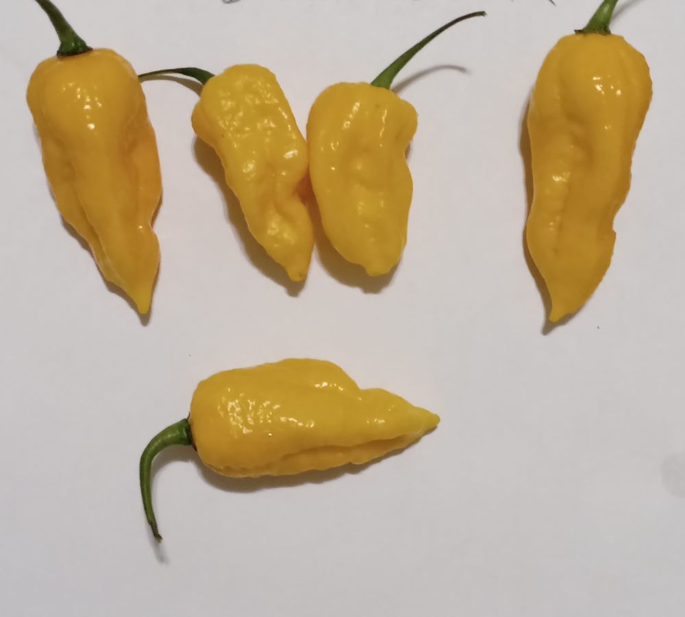 Răsad Ardei - Bhutlah Gold