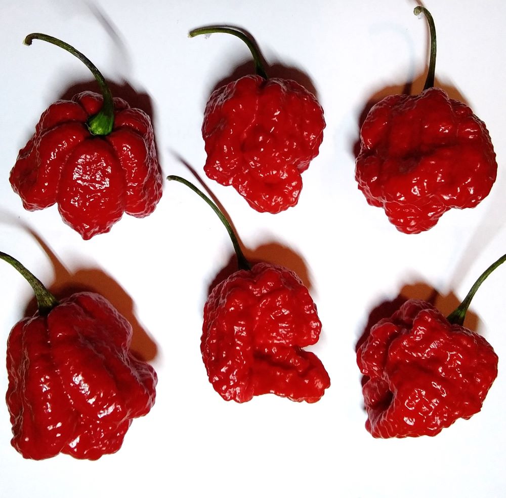 Răsad Ardei - Bhutlah Red