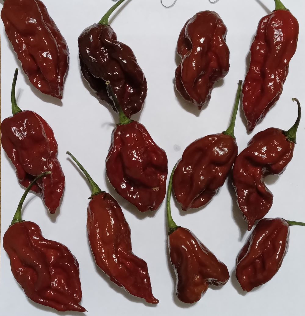 Răsad Ardei - Big Bang Naga Chocolate