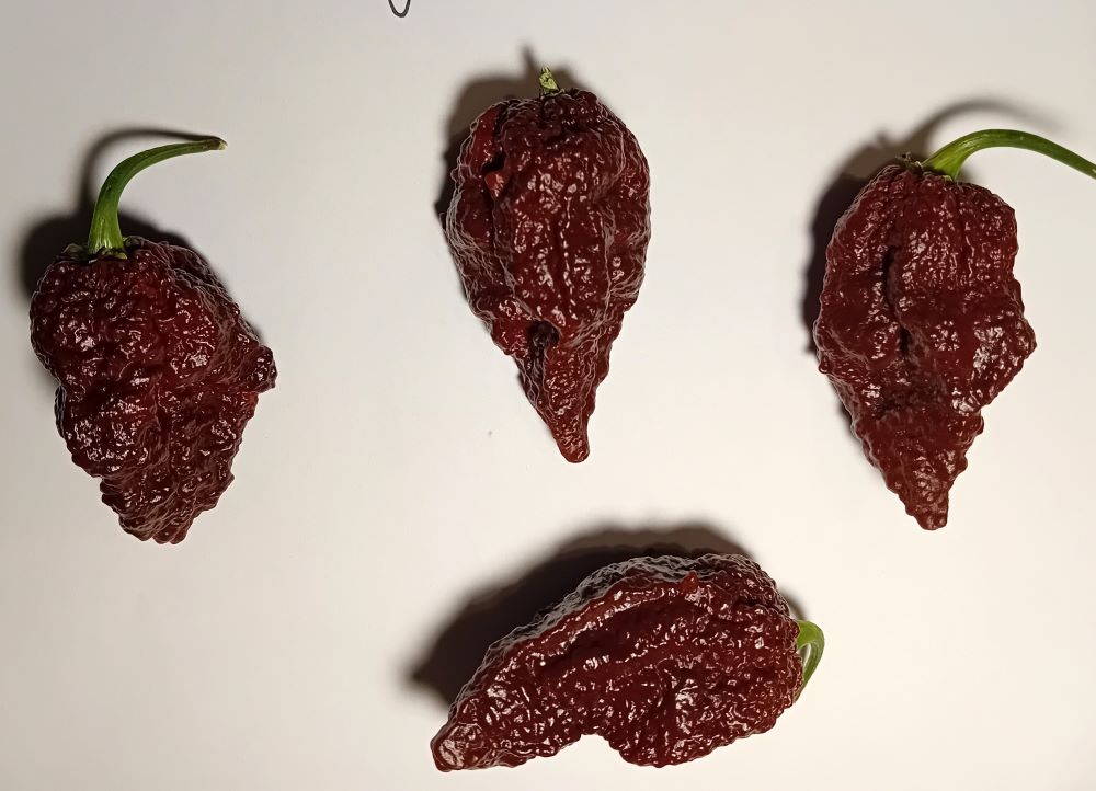 Răsad Ardei - Big Mama Black