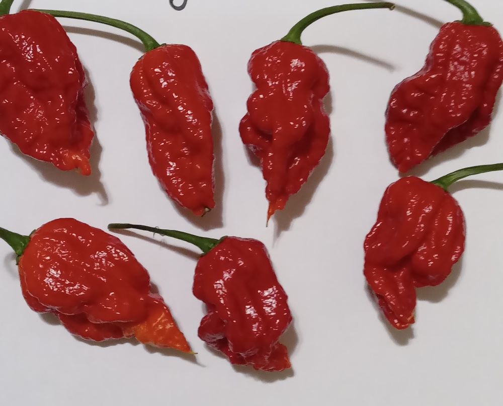 Răsad Ardei - Big Mama Red