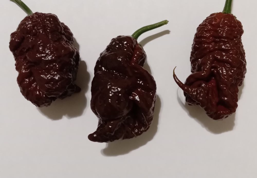 Răsad Ardei - Bismark Chocolate