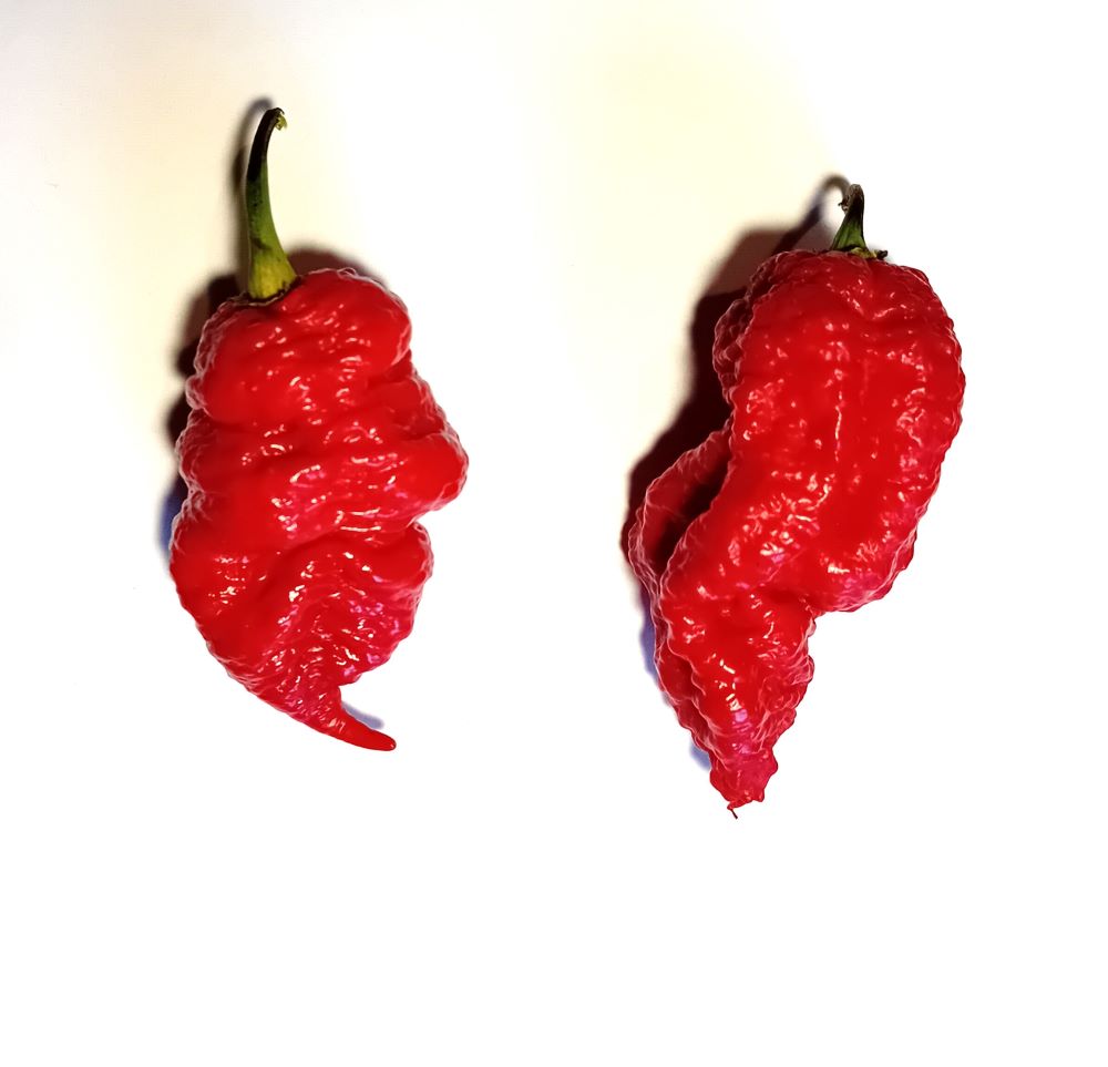 Răsad Ardei - Bismark Red