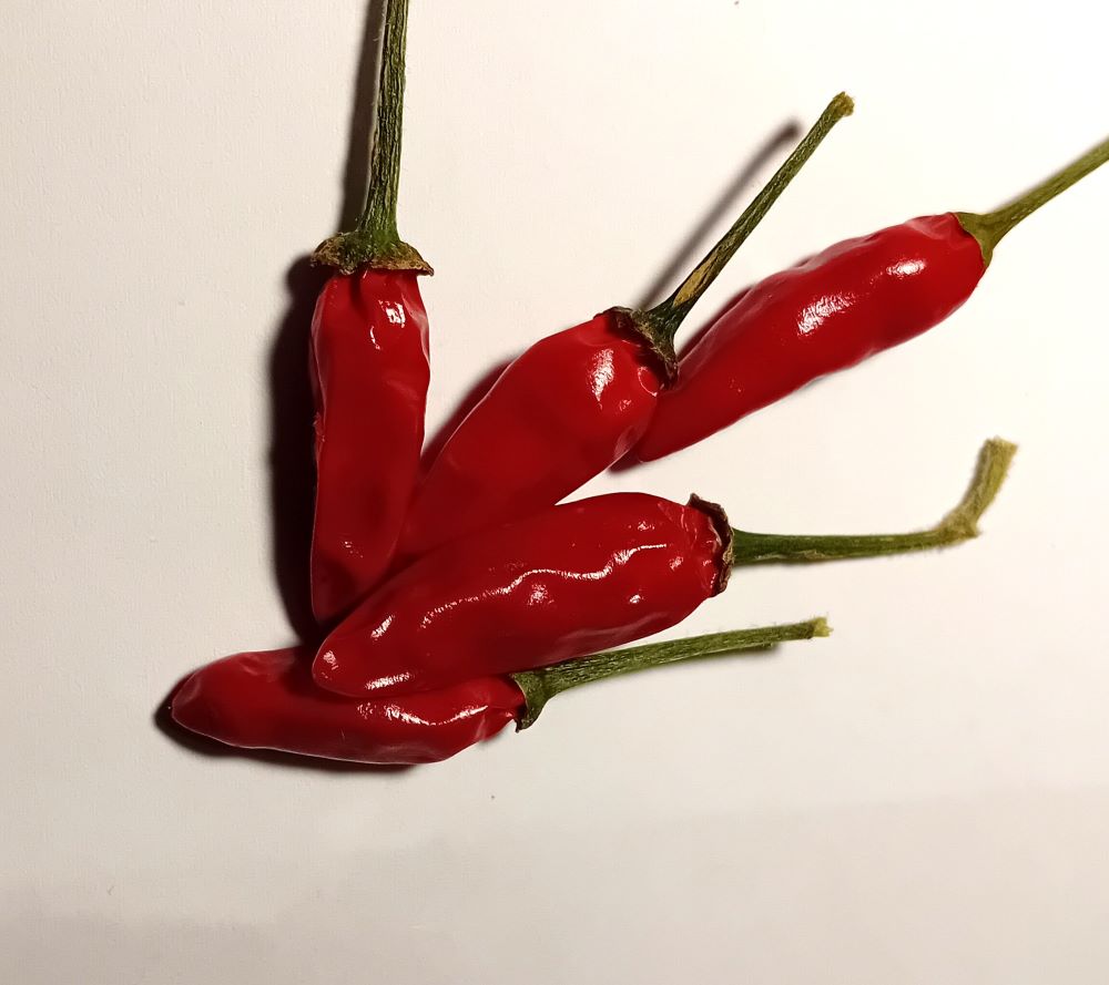 Răsad Ardei - Black Cobra