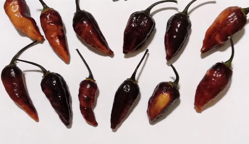 Răsad Ardei - Black Vay's x Peach Bhut