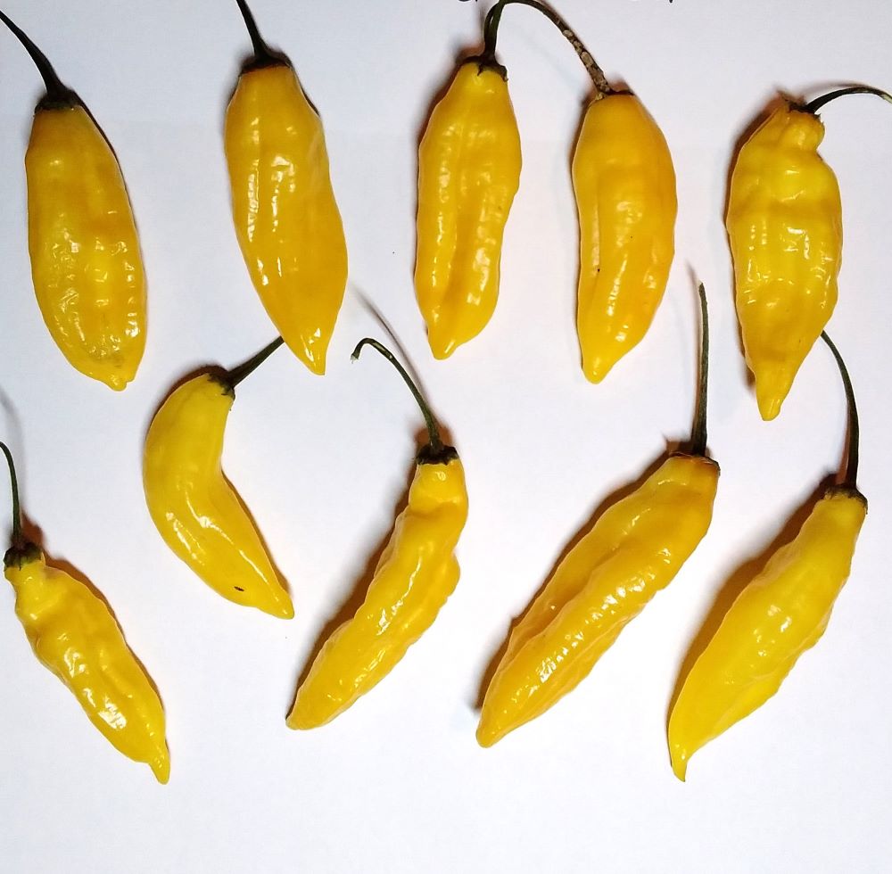 Răsad Ardei - Blended Lemon