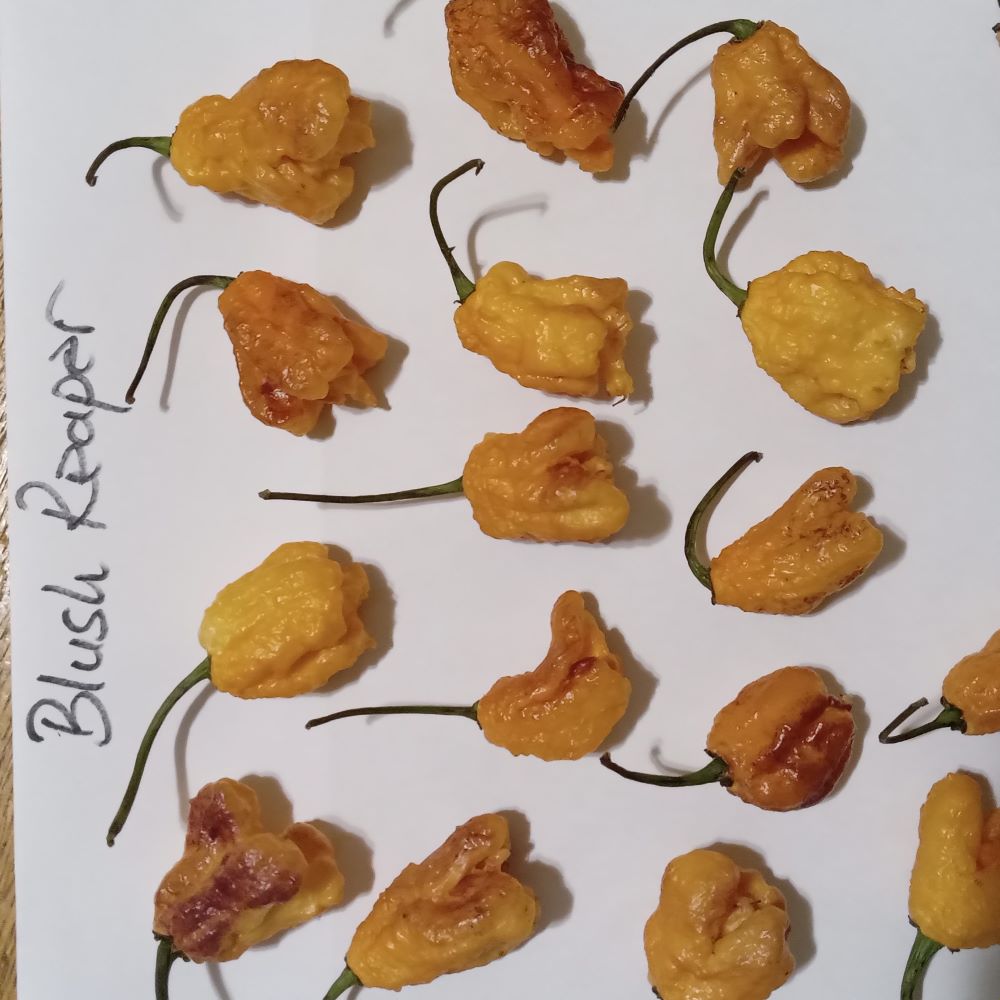 Răsad Ardei - Blush Reaper