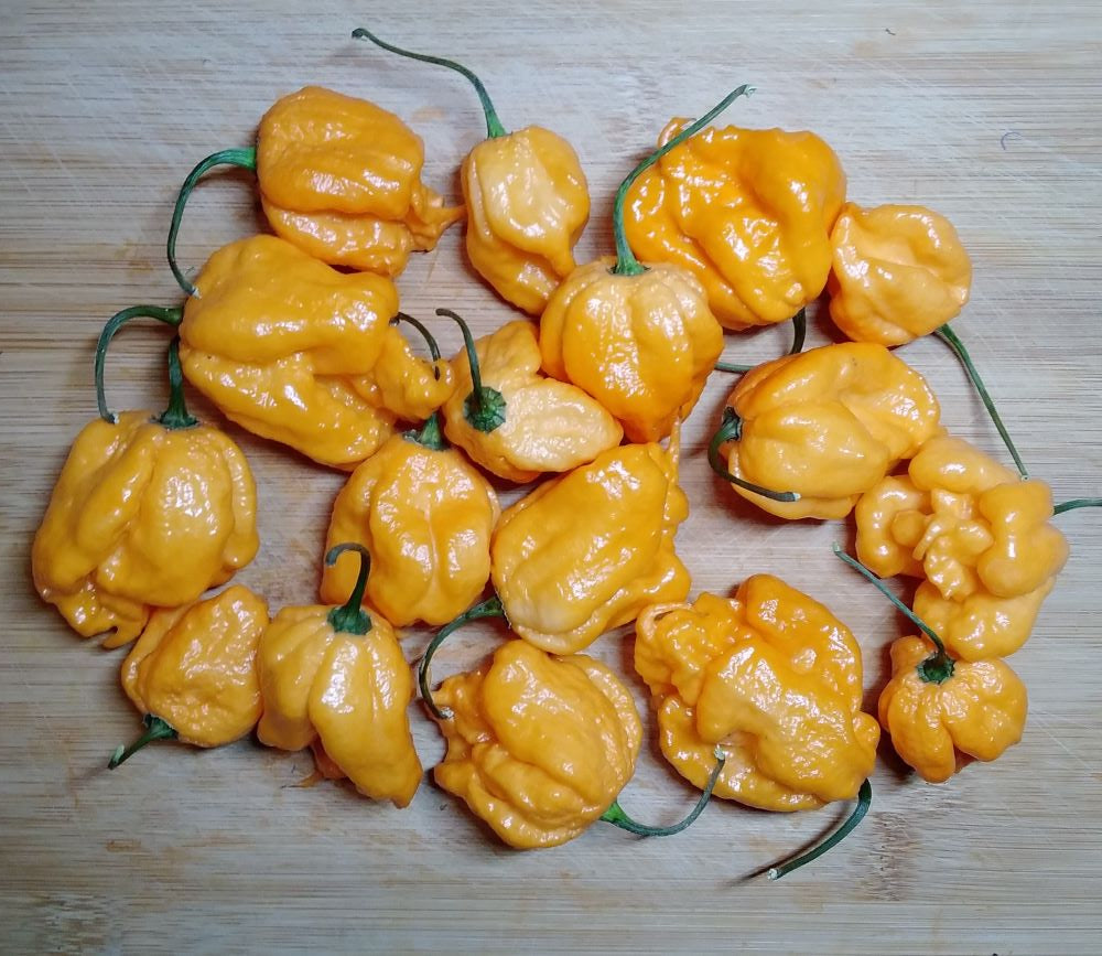 Răsad Ardei - Blush Reaper