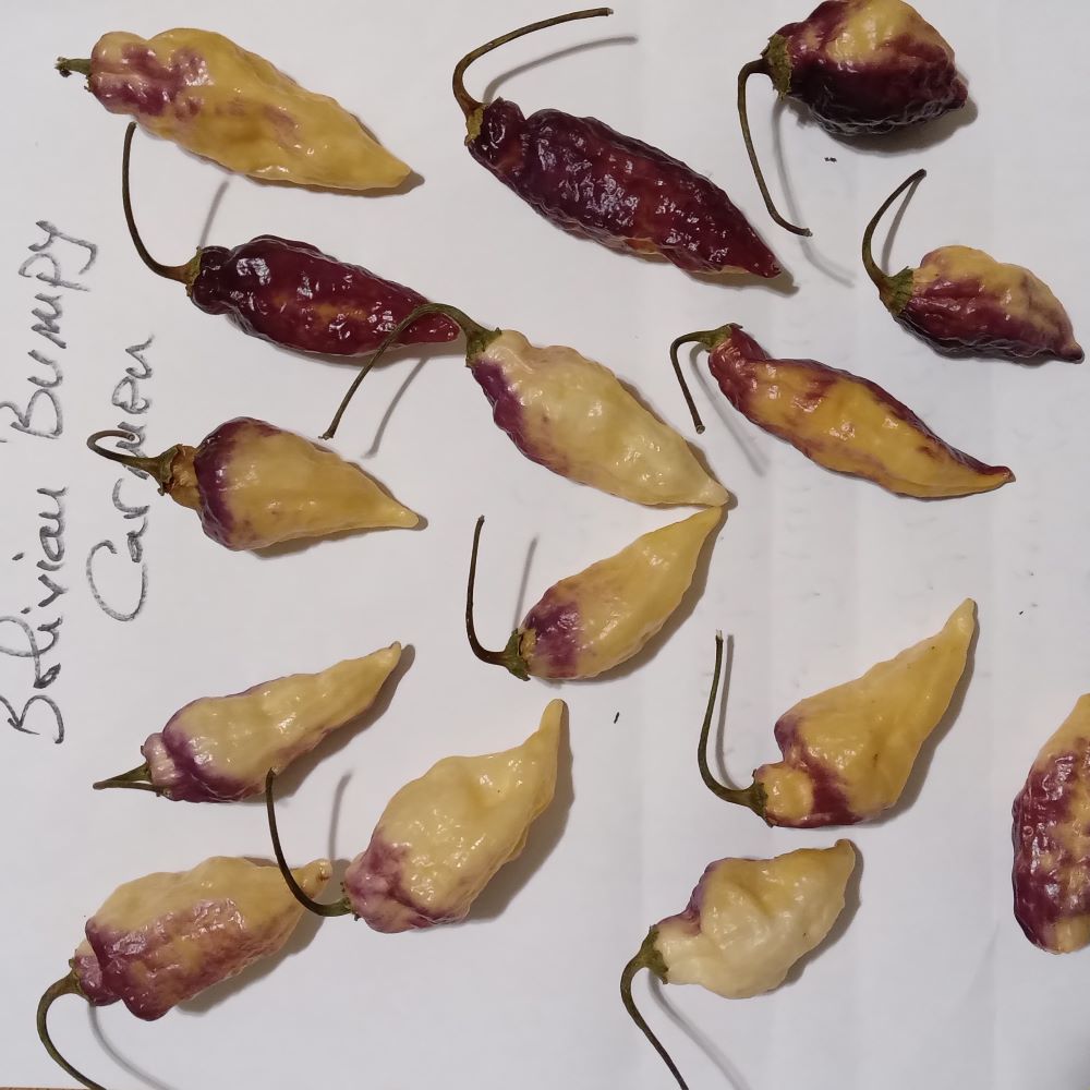 Răsad Ardei - Bolivian Bumpy Carmen