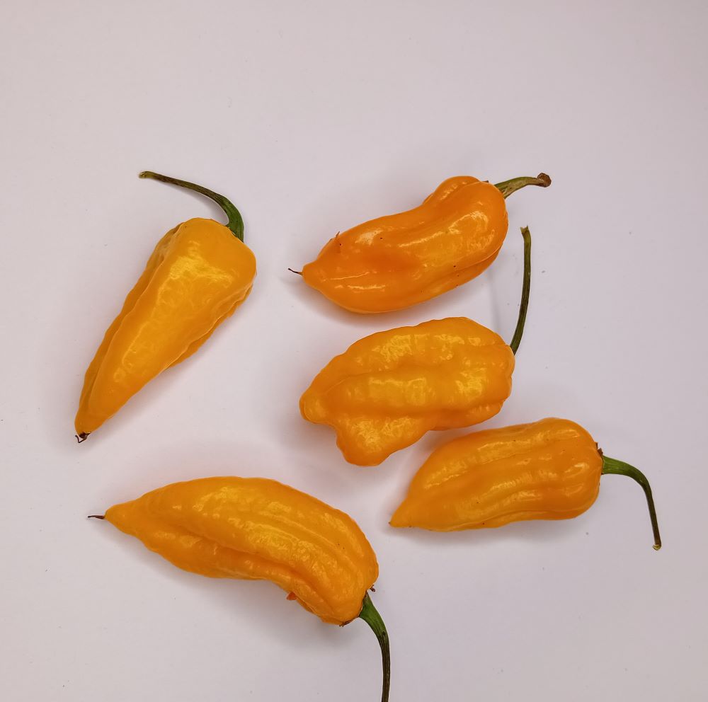 Pepper Seedling - Habanero Yucatan