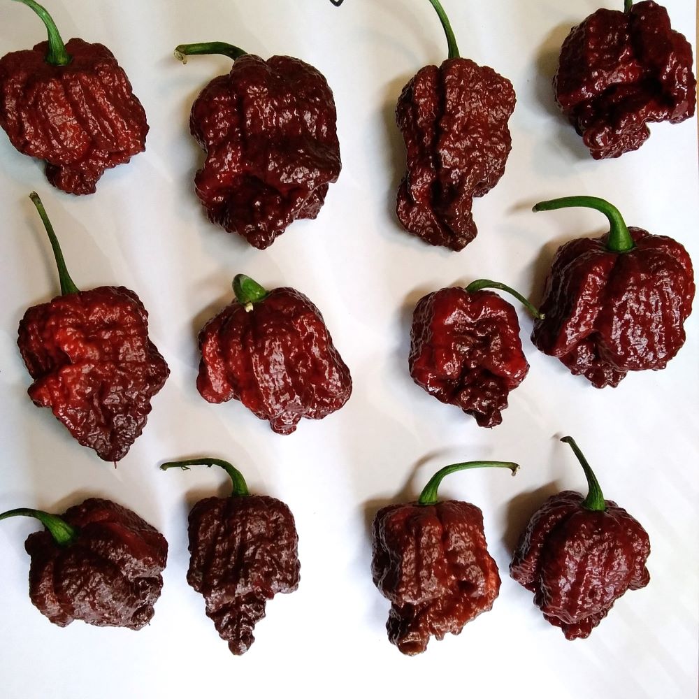 Răsad Ardei - Borg 9 Chocolate