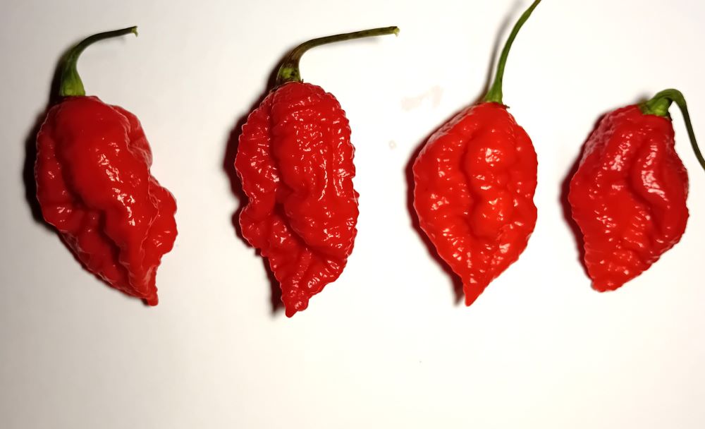 Răsad Ardei - Borg 9 Red