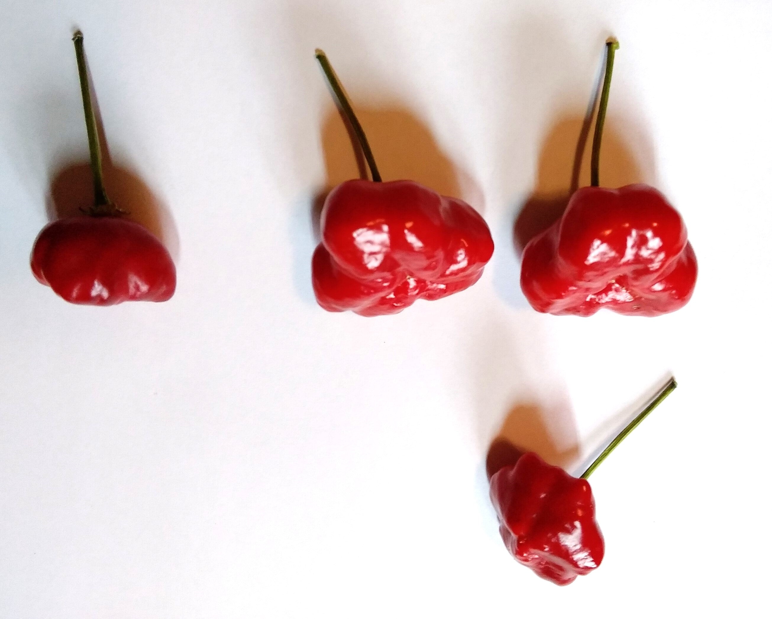 Răsad Ardei - Brazilian Starfish Red