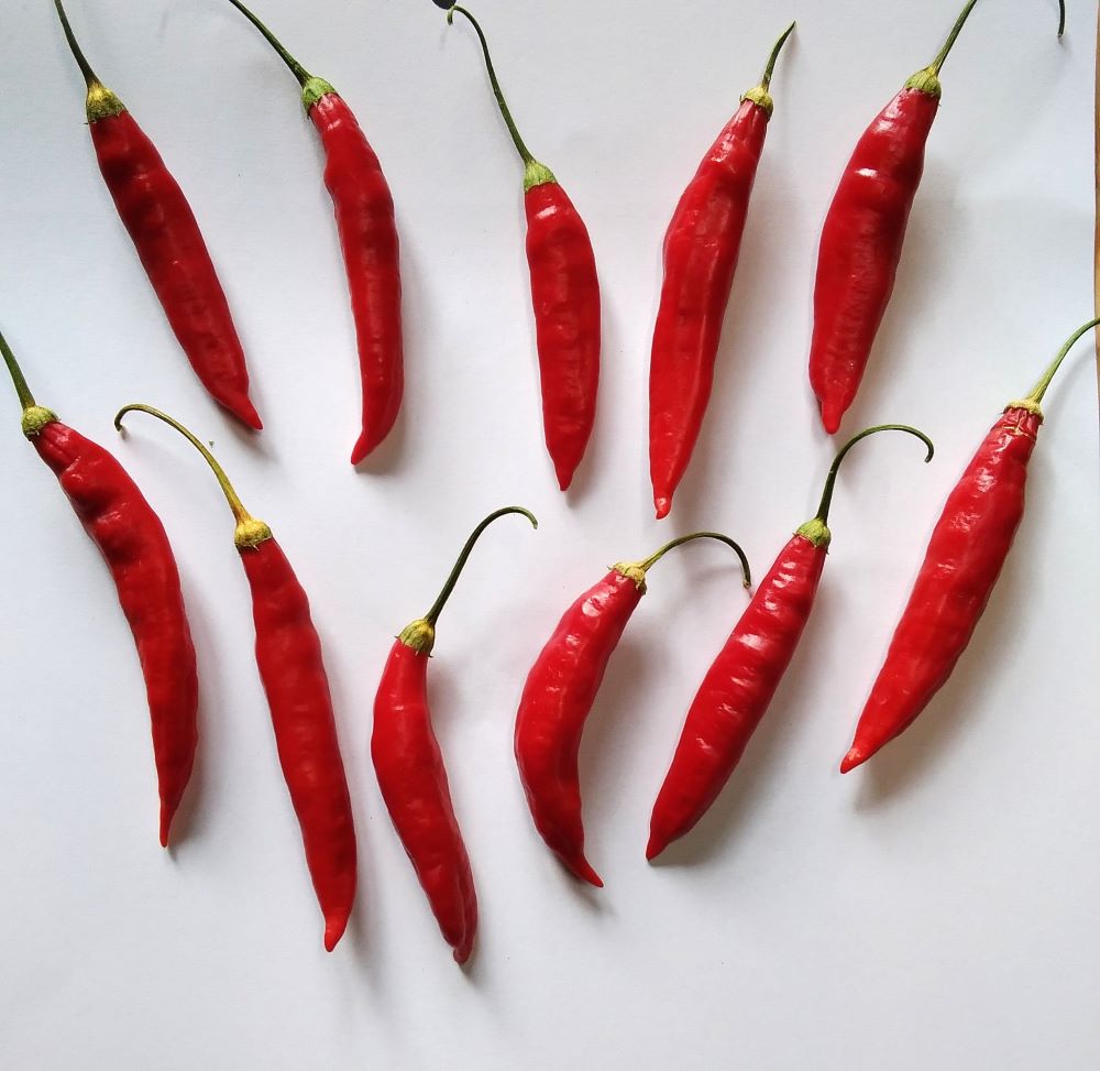 Răsad Ardei - Brigits Locoto