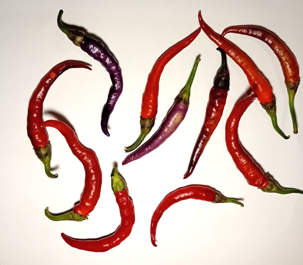 Răsad Ardei - Buena Mulata