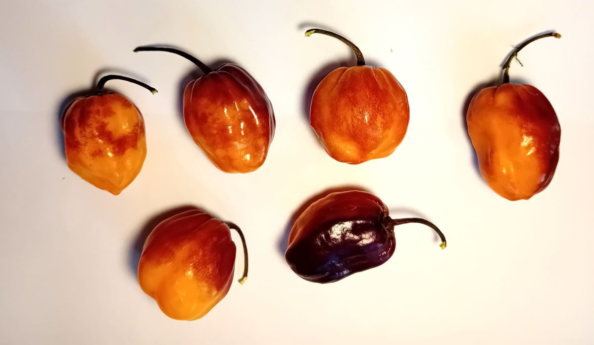 Răsad Ardei - CGN 21500