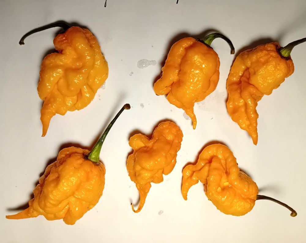 Răsad Ardei - California Reaper