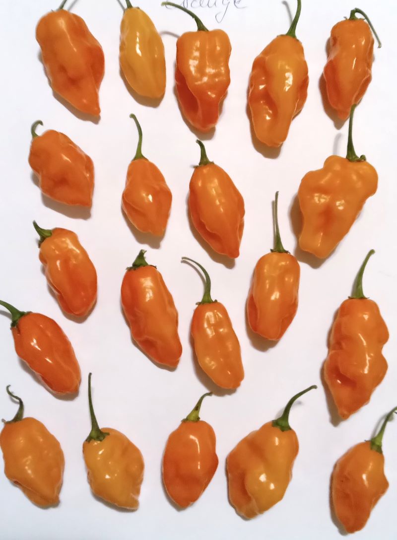 Răsad Ardei - Carbonero Orange