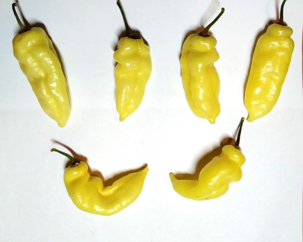 Răsad Ardei - Carbonero White