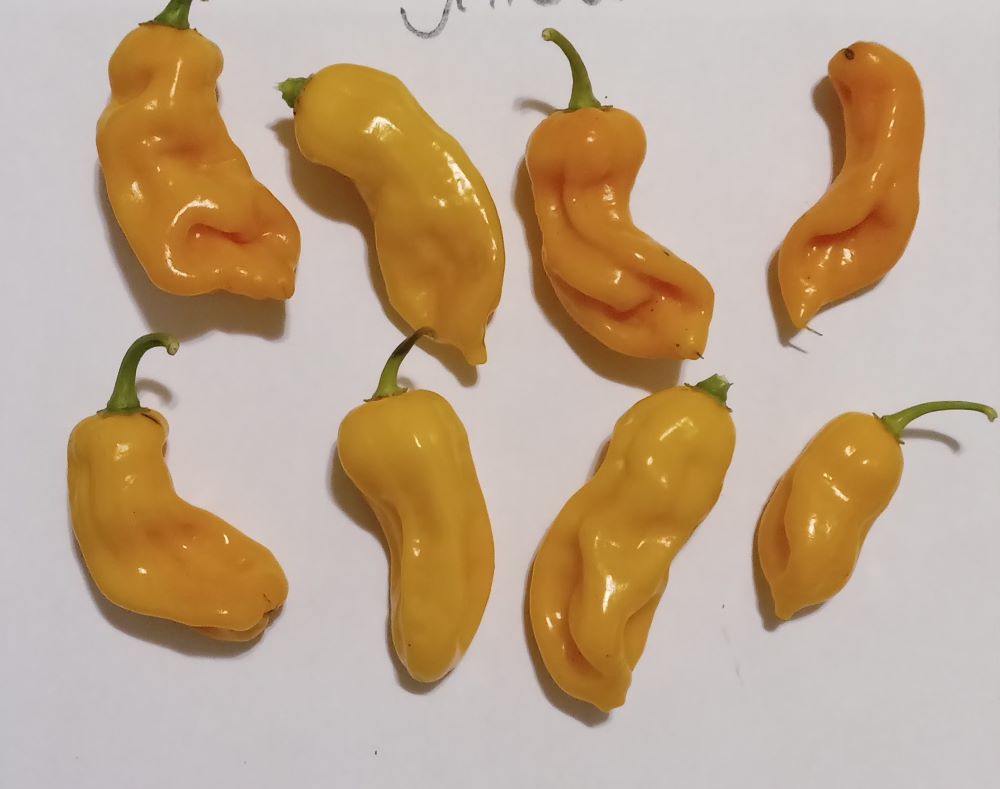 Răsad Ardei - Carboruga Yellow