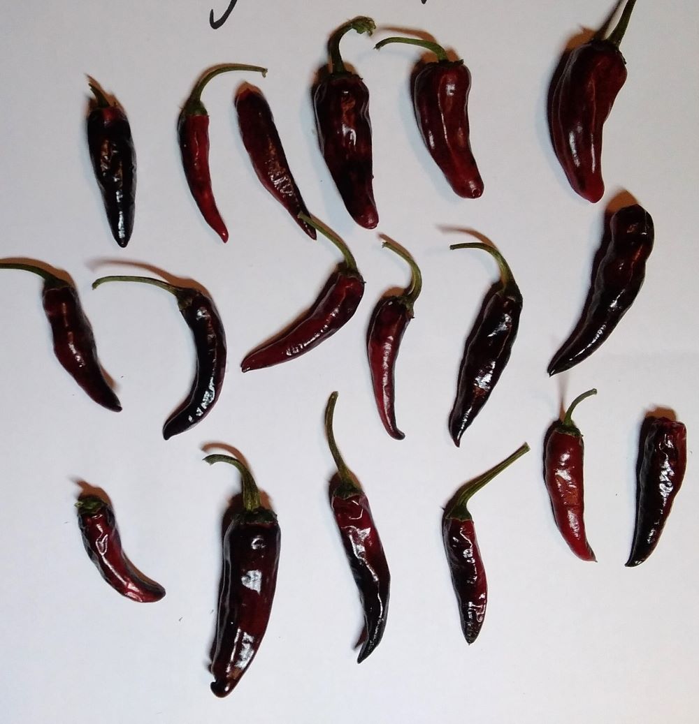 Răsad Ardei - Cayenne Purple Down