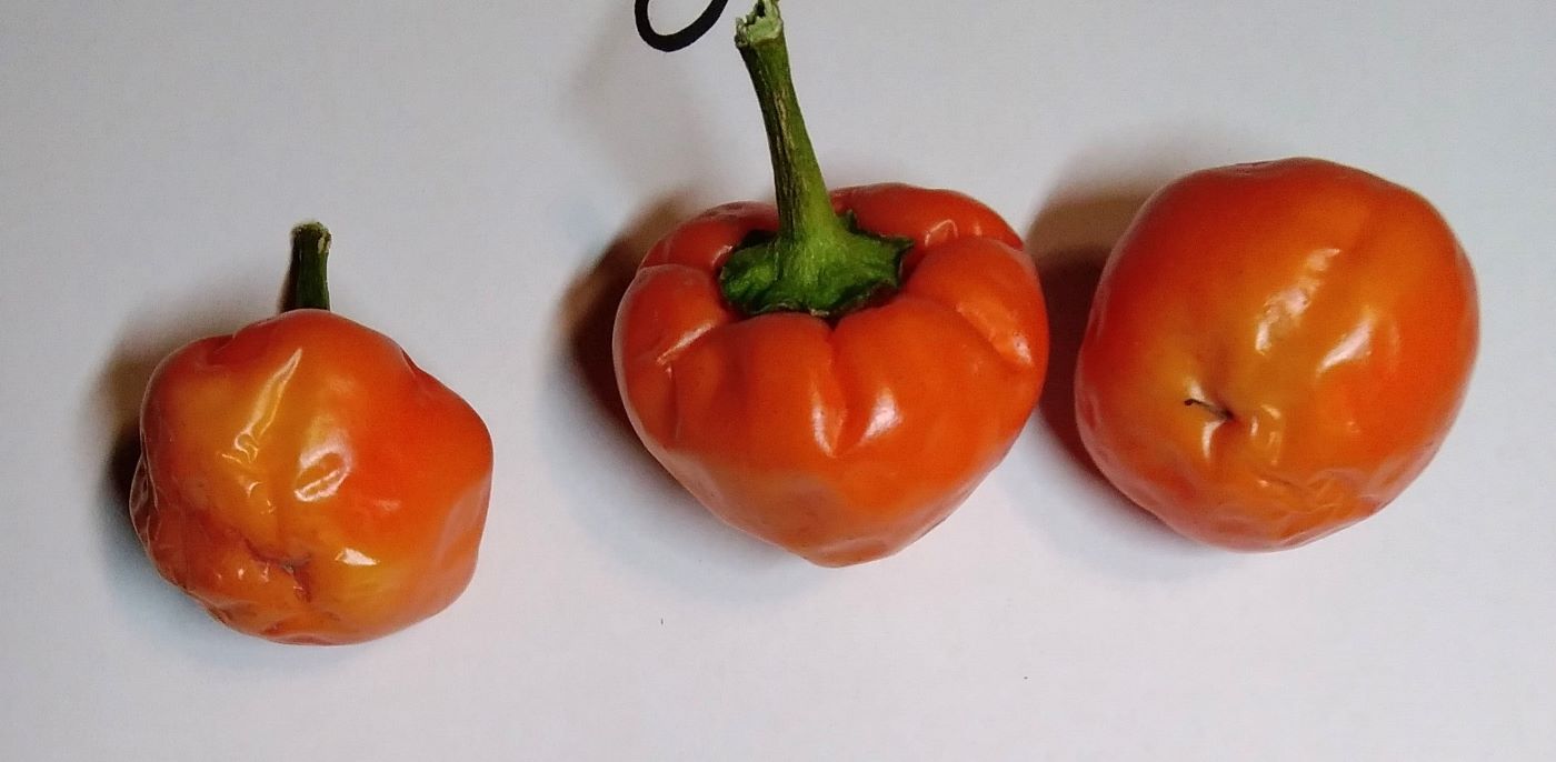 Răsad Ardei - Cherry Bomb Orange