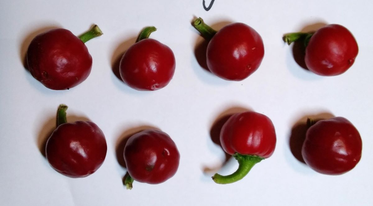 Răsad Ardei - Cherry Bomb Red