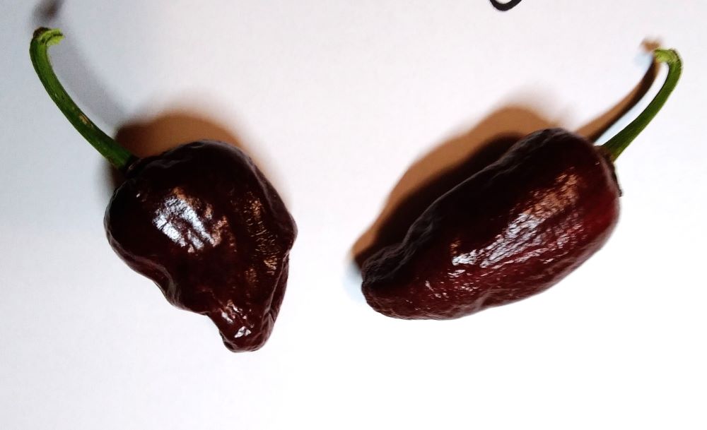 Răsad Ardei - Chilhuacle Negro