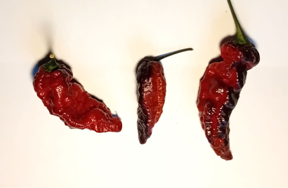 Răsad Ardei - Choco Ghost Jami