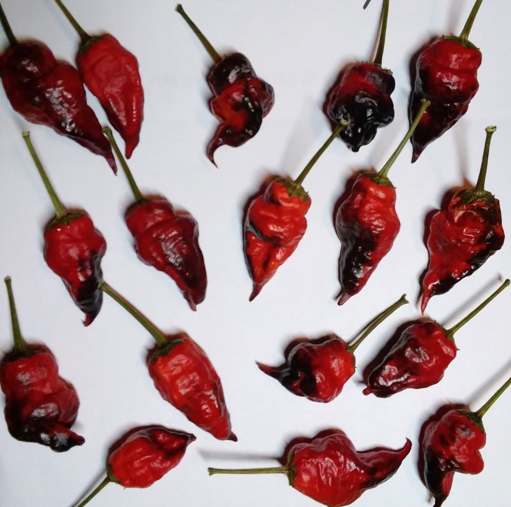 Răsad Ardei - Comstock Purple