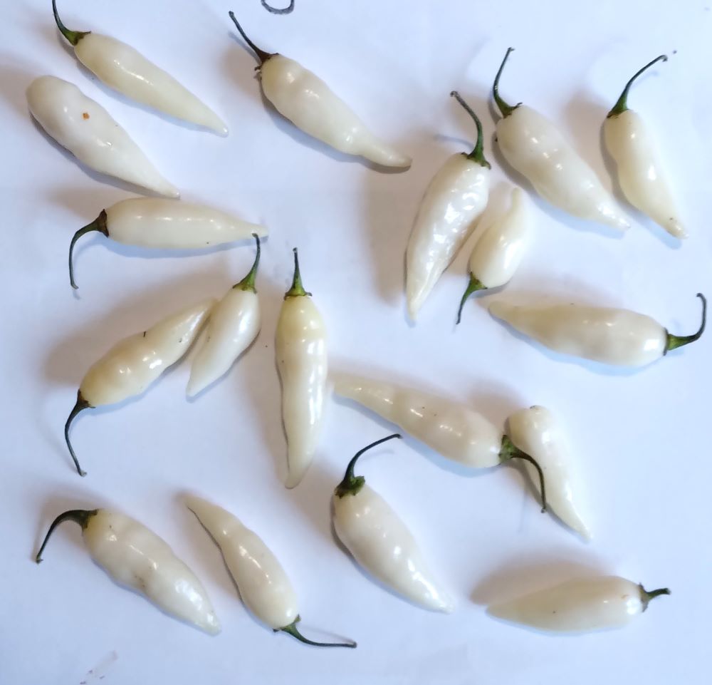 Răsad Ardei - Coyote Zan White