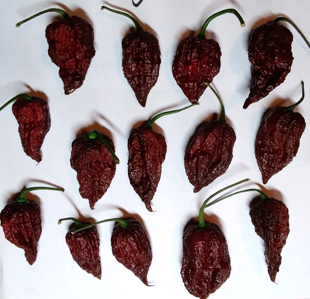 Răsad Ardei - Crazy Head Chocolate