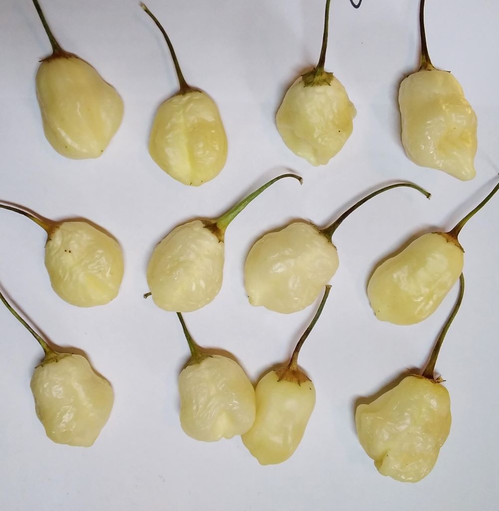 Răsad Ardei - Cream Fantasy