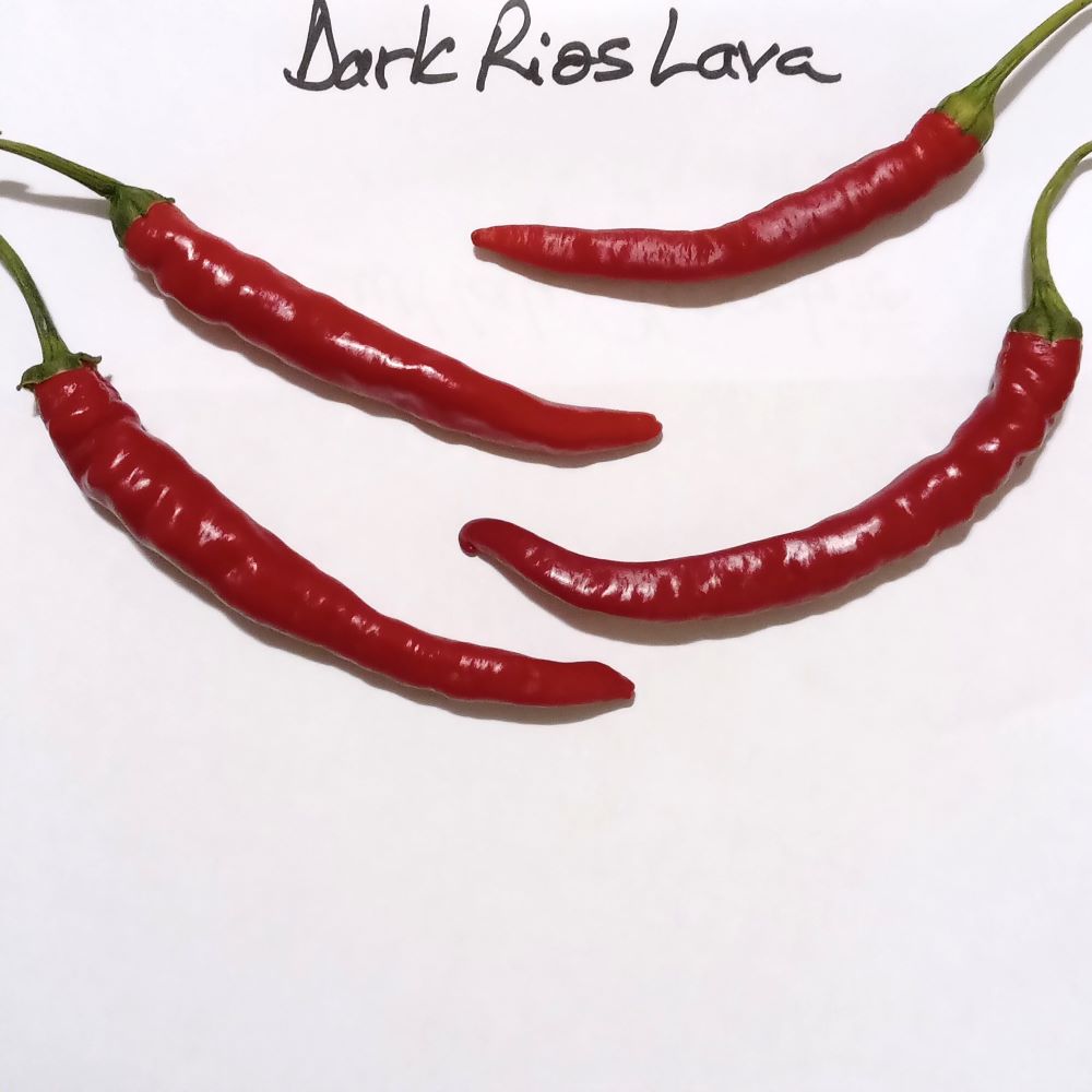 Răsad Ardei - Dark Rios Lava