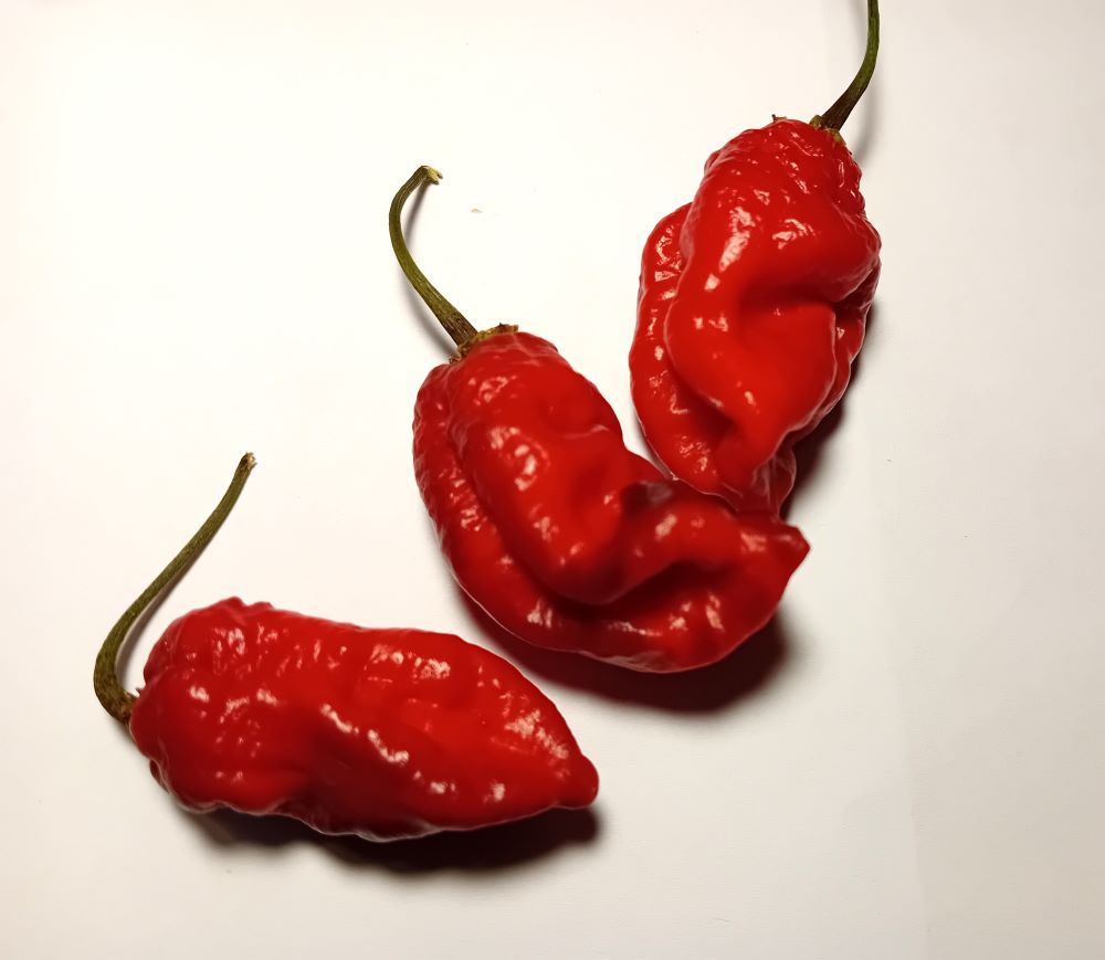 Răsad Ardei - Darth Maul