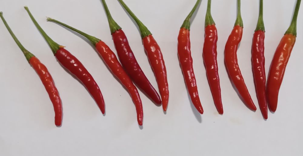 Răsad Ardei - De Arbol