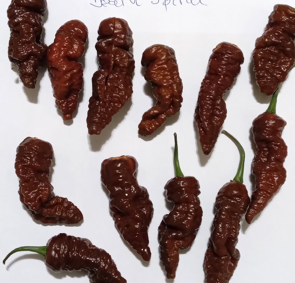 Răsad Ardei - Death Spiral Chocolate