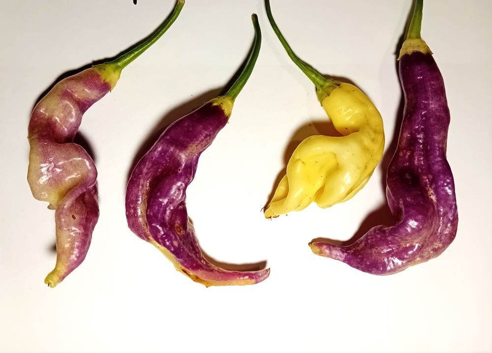 Răsad Ardei - Aji Lightning Bolt