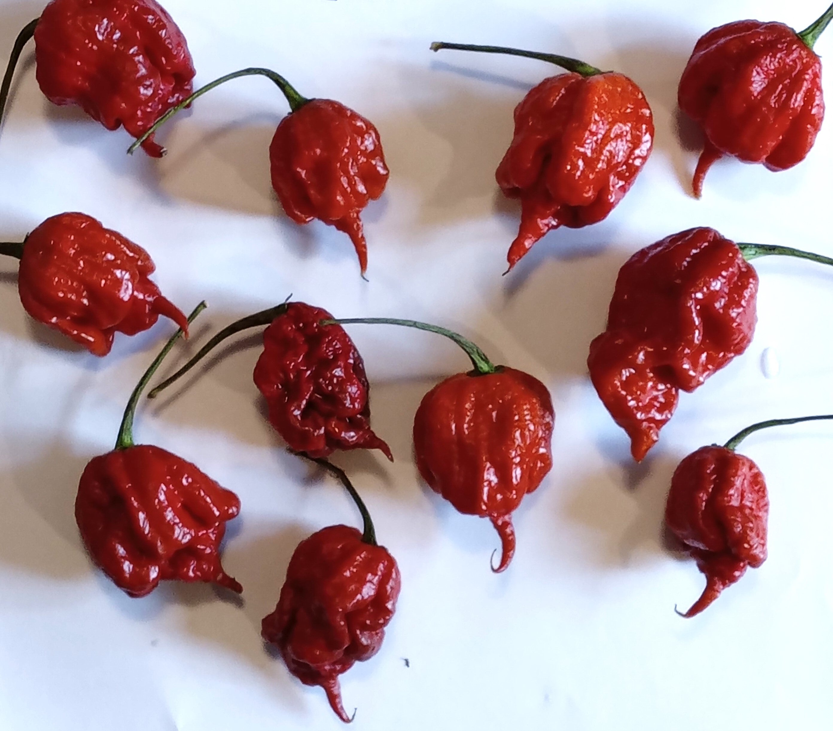 Seminţe Ardei - Carolina Reaper Caramel