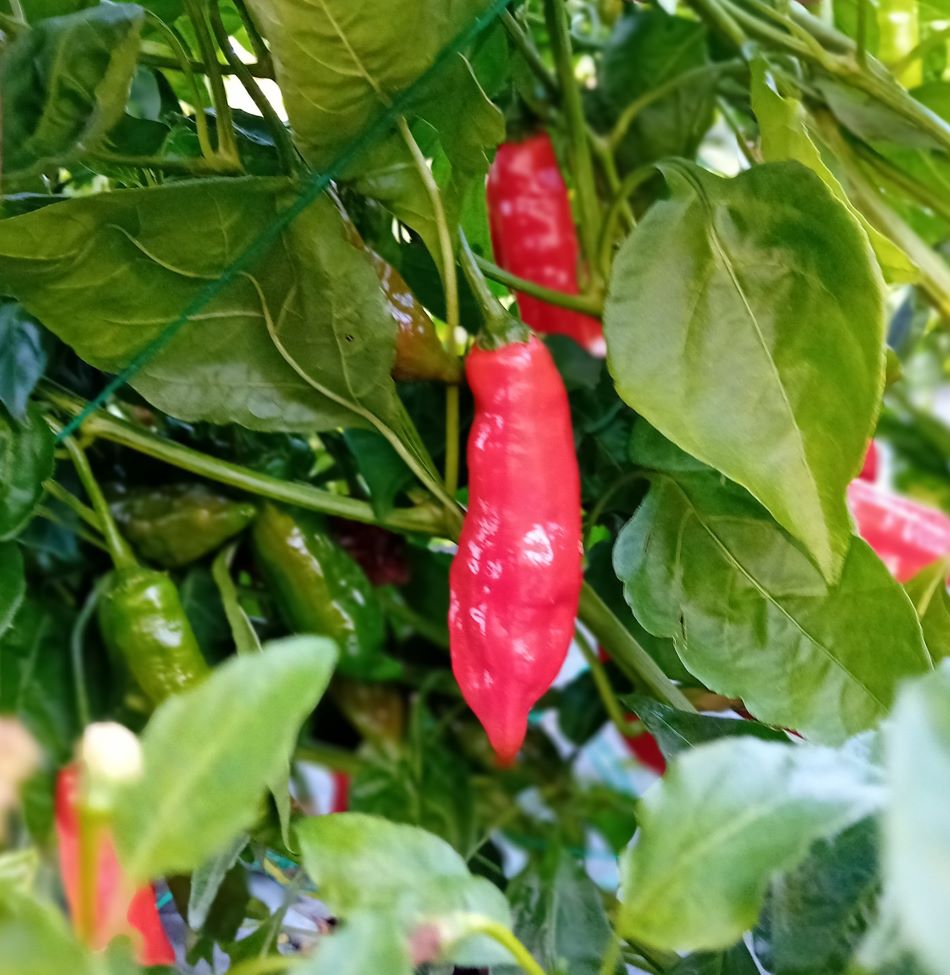 Răsad Ardei - Aji Norteno