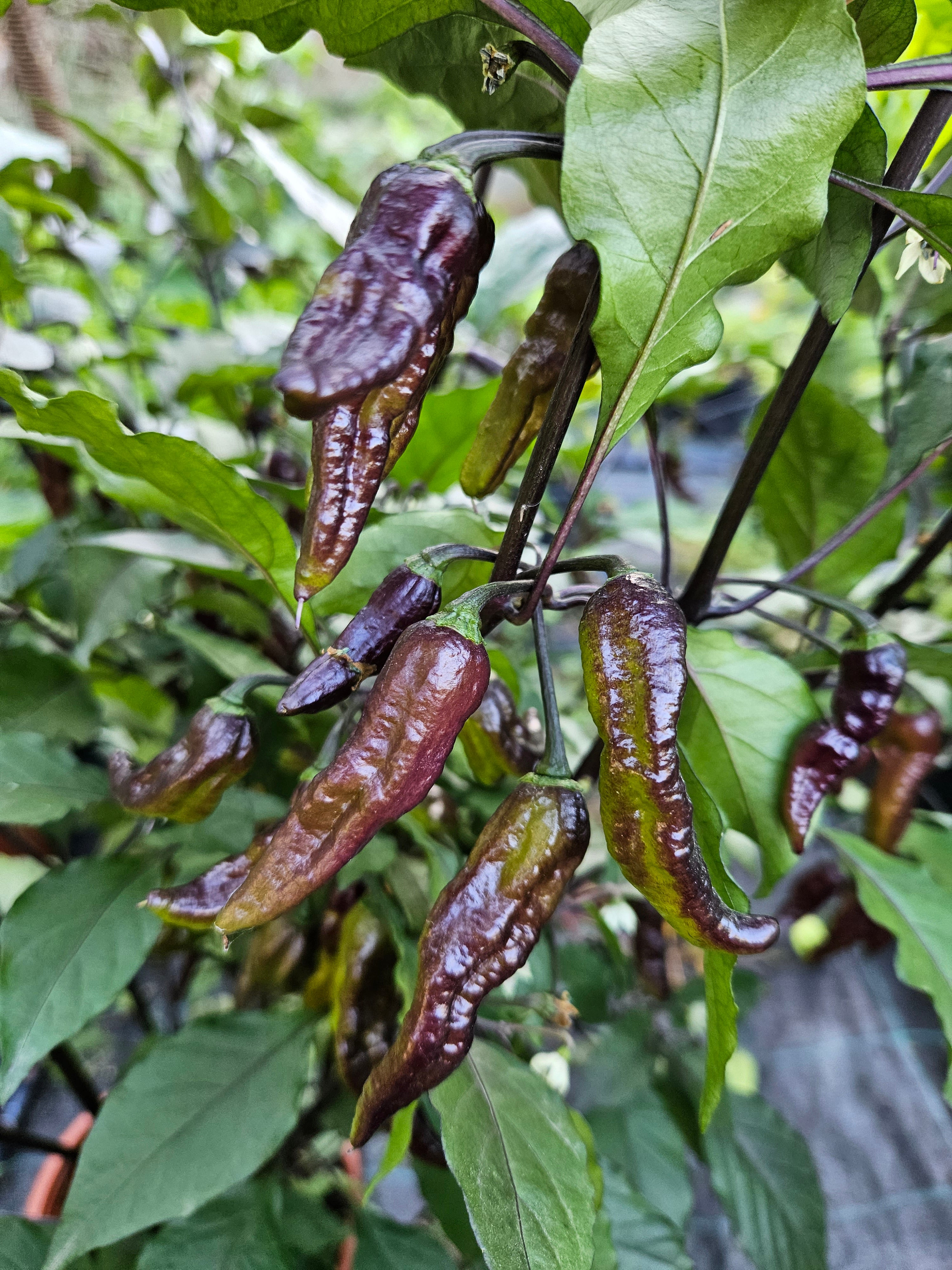 Răsad Ardei - Choco Ghost Jami