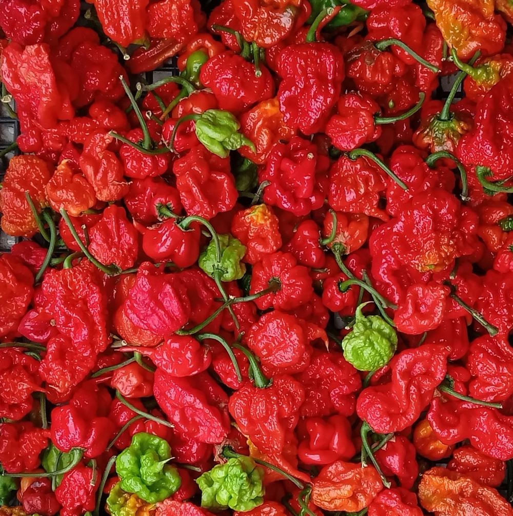 Seminţe Ardei - Carolina Reaper Red